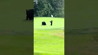 When Bears Find a Golf Flag 😅 ⛳️ #fieldandstream