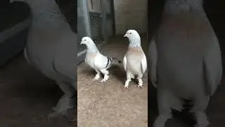 Турецкая Такла в Пятигорске. Мать Сабуни.😁✋