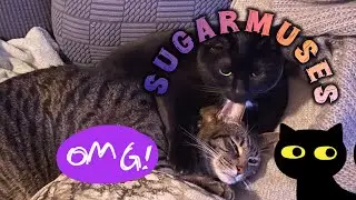 SugarMuses Deluxe | October 2025 Unboxing | Guardians of the Veil | This Samhain Box is 🤩