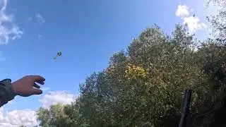 Caccia al cinghiale in Sardegna, con i cani da ferma 