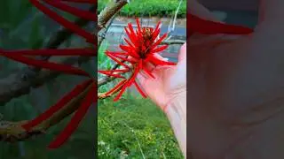 Erythrina speciosa