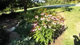How to: Attract Swallowtail Butterflies