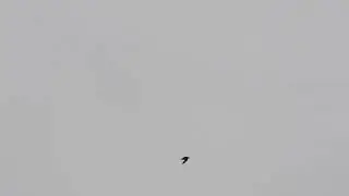 Golden Plover flying/calling, Oldbury Power Station, Jan 2021