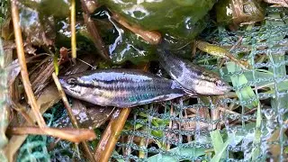 Beautiful catch observe 🐟🌿 aquatic insect in rural frog, shrimp, crab, small fish #survival 