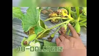 Dolly 6012 #farming #new video #tranding #Hyjen biotech seed pvt Ltd 