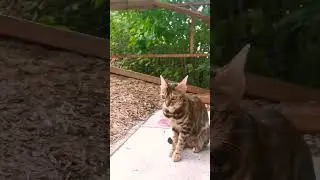 Ellie🌿Fresh Air #bengalcat #catio #fall #outdoors #cat #catvideos #shorts #catshorts #cats #pets