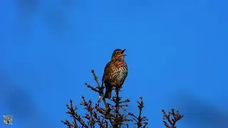 Song thrush,M&aring;ltrost,Turdus philomelos,Singing,Sound,Chirping,chants et cris de la m&eacute;sange relaxing