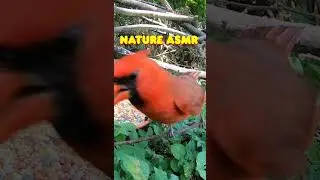 Relaxing Songbirds, Nature Sounds ASMR, Stimulating Nature Videos for your Cat! Pet Entertainment HD