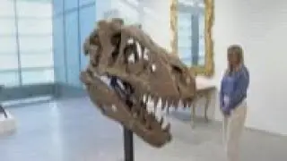 T-Rex skull expected to auction for millions