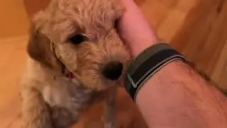 Sunshine and Bennett's Puppies - Head scritches for Hershey