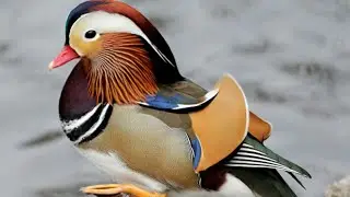 China duck is now eating grass in the field. Pet animals #insects #animals  #duckfram
