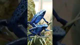 Тайны успешного разведения древолазов
