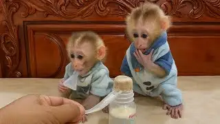 Cuties Twin Selena & Ronaldo Sit Obediently Waiting for Milk Bottles 🍼🐒 | Cute Baby Monkeys
