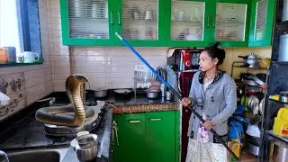 किचन वर kobra पाहुन तनुची मम्मी घाबरली 🫣#भांडण 