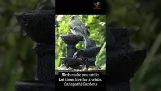 Save birds from summer.