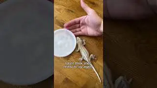 Miracle gecko eggs &mdash; 2 week update 🥚🥚