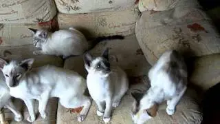 Destrier Cats all fall down playing!