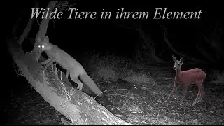 Wilde Tiere in ihrem Element. Schöne, abenteuerliche, interessante Beobachtungen in den Rheinauen.