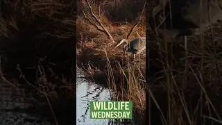 Calm Moments with Herons