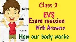 class 2 EVS exam revision/with answers||2021-22/How our body works