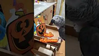 Hello Halloween! Bu-Bye Jack-o-lantern! #africangreyparrot #takingparrot #shorts