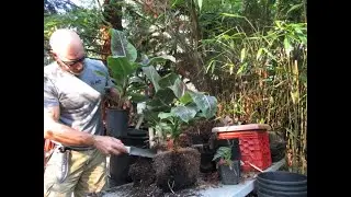 How to divide Banana Plants