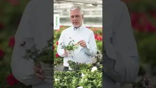 Blumen Ostmann I Social-Media Clips I Tiger Bee