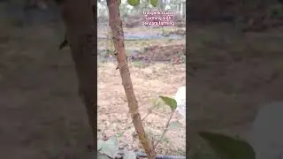Thai Pink Guava Farming 🍑 High Density Plantation  Senzara Farming#shorts #farming #trending #viral