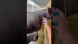 Intramuscular injection #animal #cow #dairyanimals #dairy #animalsanimalsanimals #animals #buffalo
