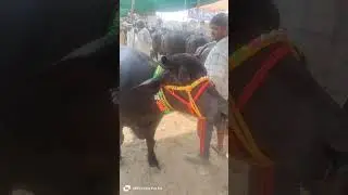 pure murrah breed. imran cattle Farm contact number 9548381700