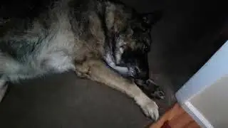 Damon War Dog