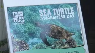 ABQ Biopark hosts Sea Turtle Awareness Day