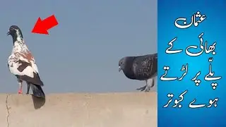 Lambi pr larney waley kabootar || Usman bhai Baghe Korangi
