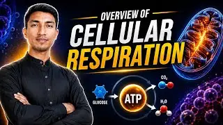 Full Overview of Cellular Respiration 🔥 | Aerobic & Anaerobic Respiration | ATP Formation