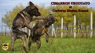 💥🔥 4 Generations of Cimarron Uruguayo Dogs Play Fighting Together: A Family Tradition