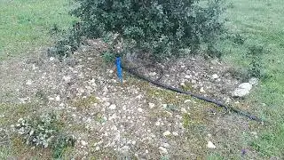 Ch&ecirc;ne Vert Truffier 10ans