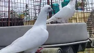 These pigeons are for sale to any one interest location only West Bengal for contact no. 8820178205 