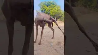 Camel caught our Mass #danger #style #satisfying #scene #wildlife #jungle #nature #adventure #fun