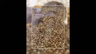 Handmade Olive Wood Beads from Bethlehem 8mm OVAL
