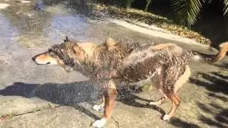 Wet Dog Shake 2
