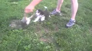 Remi Meets A Rabbit For The First Time