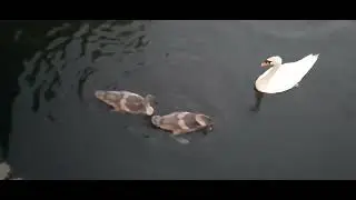 10 August 2025 Swans At Mote Park and there Babies Maidstone 