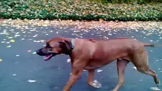 Sammy. A beautiful 4 year old Rhodesian Ridgeback. You come w me