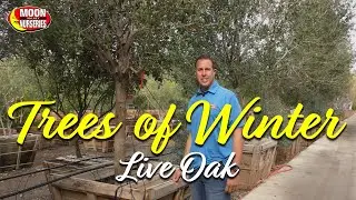 Trees of Winter: Southern Live Oak