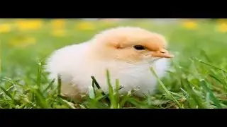 علاج الاسهال الأخضر عند الدجاج-المرض السادس