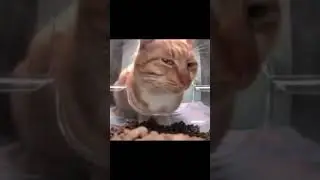 Cat Giving Mad Looks.  #memes #funny #shortvideo #template #clips #edit #animals #cat  #shorts