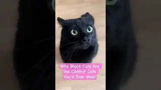 Why Black Cats Are the Coolest Cats You&rsquo;ll Ever Meet #catworld #catbreeding #castlecats #catboy