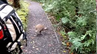 Rare Daylight Encounter: Kiwi on Ulva Island