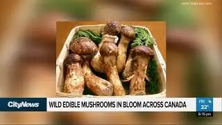 Wild edible mushrooms bloom in Canada