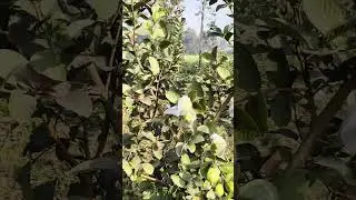 Amrud ki packing easy
